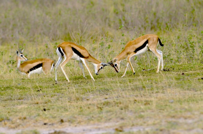 5 Fakta Unik Thomson's Gazelle, Hewan Afrika yang Teritorial