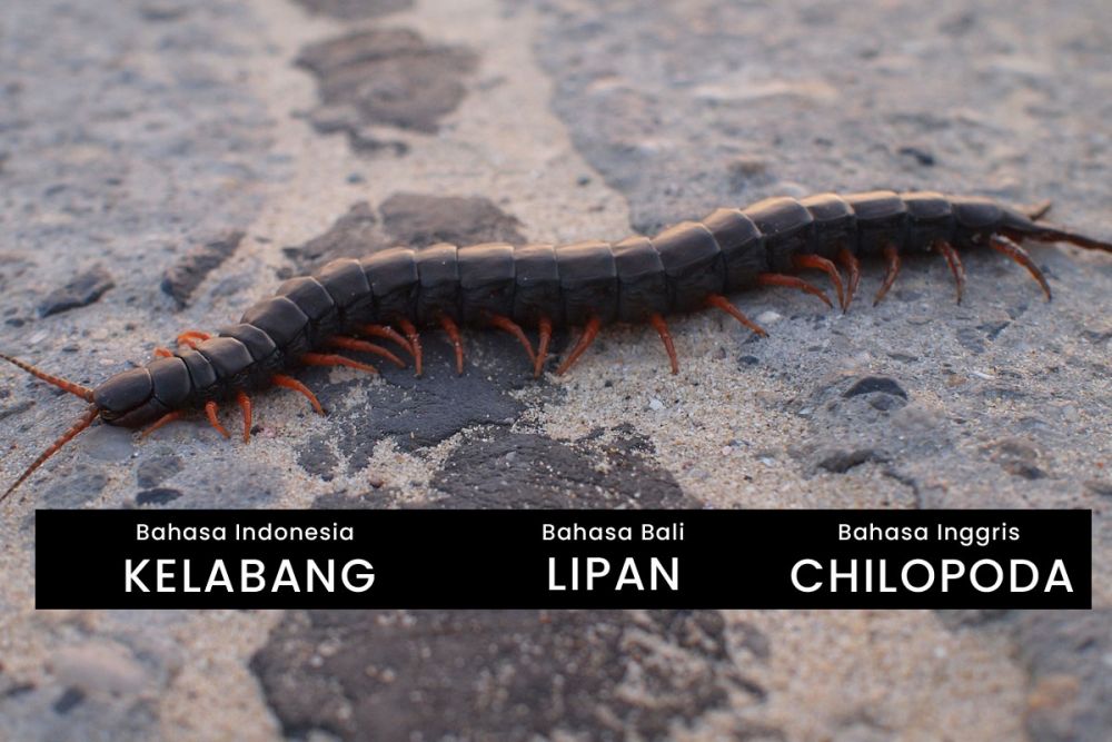 10 Nama Hewan Berbahaya dalam Bahasa Bali
