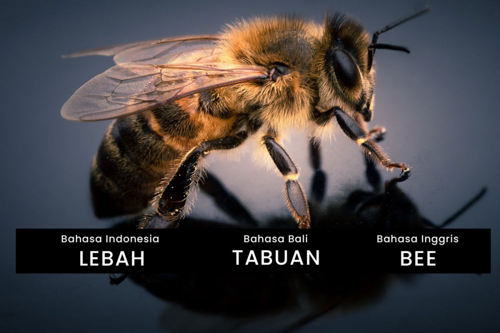 10 Nama Hewan Berbahaya dalam Bahasa Bali