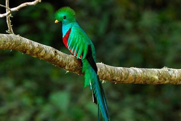 100 Burung dengan Warna Tercantik di Dunia - Resplendent Quetzal