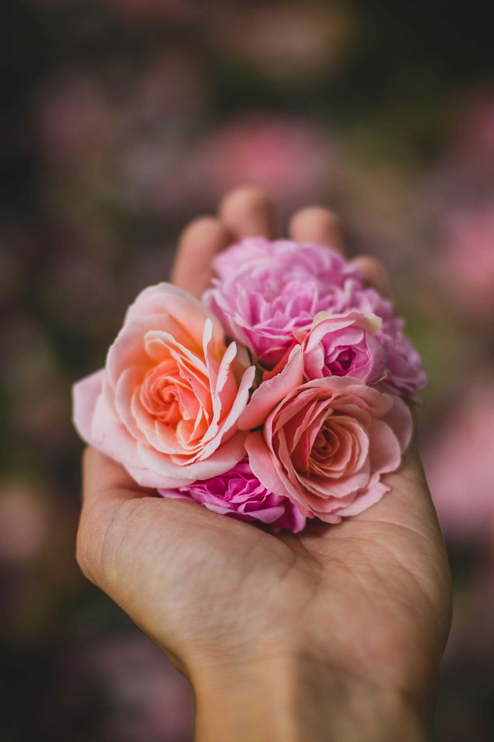 5 Tanaman Bunga Hias yang Berkhasiat Bagi Kesehatan