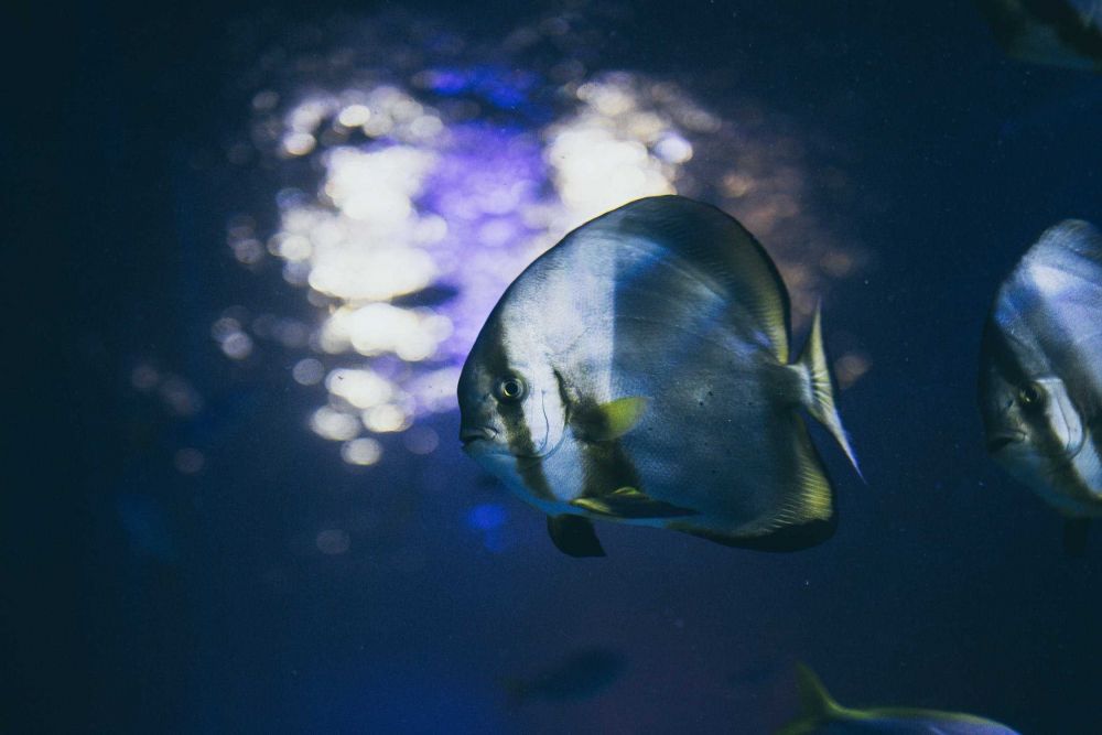 5 Alasan Mengapa Ikan Kerap Dipilih sebagai Hewan Peliharaan