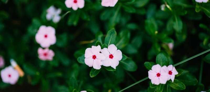 5 Tanaman Bunga Hias yang Berkhasiat Bagi Kesehatan