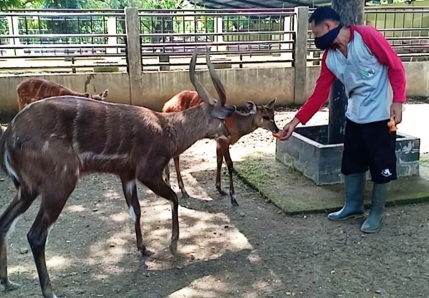 BKSDA Bantah Kematian Rusa di Rumdin Bupati Mura karena Harimau