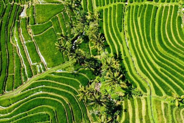 5 Wisata Ladang Sawah Terindah di Indonesia, Bikin Hati Adem!