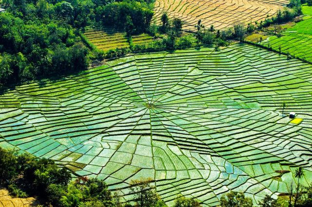 5 Wisata Ladang Sawah Terindah di Indonesia, Bikin Hati Adem!