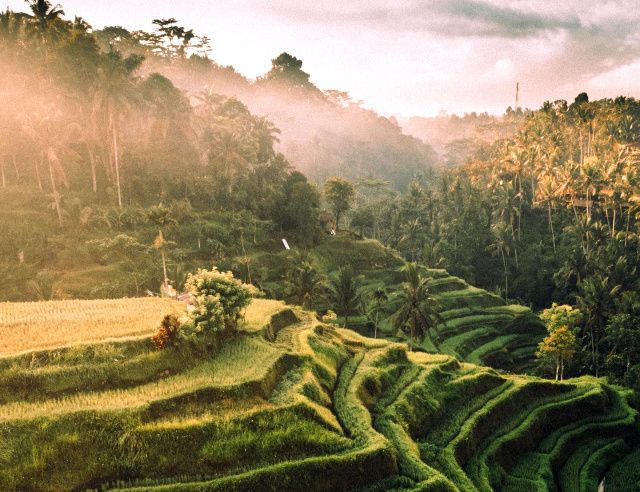 5 Wisata Ladang Sawah Terindah di Indonesia, Bikin Hati Adem!