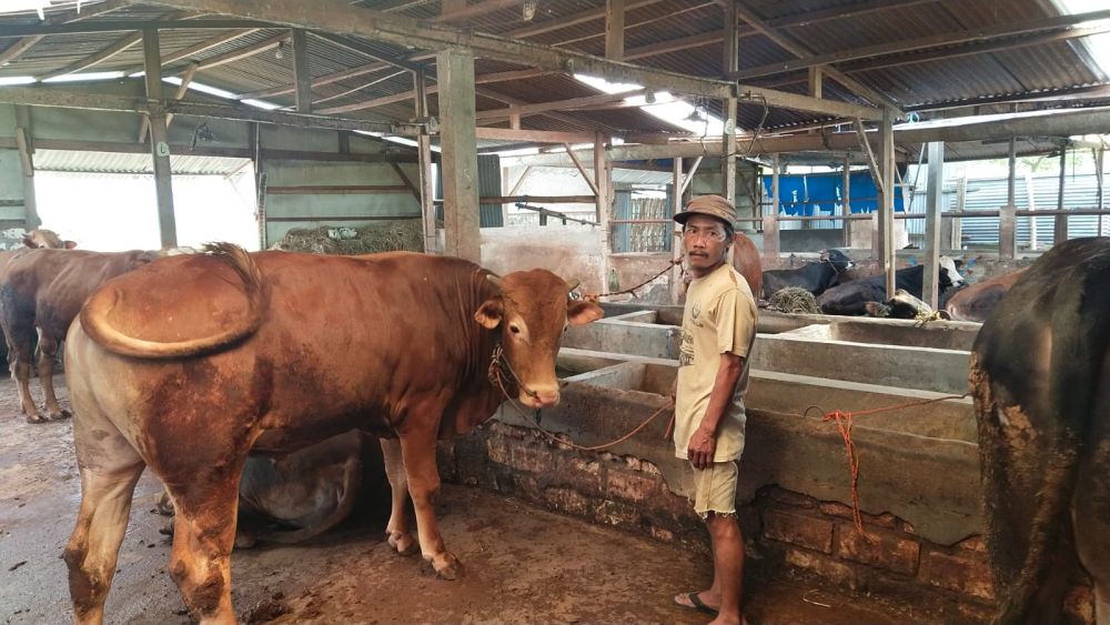 Wabah PMK Meluas, Ratusan Sapi di Tuban Terinfeksi