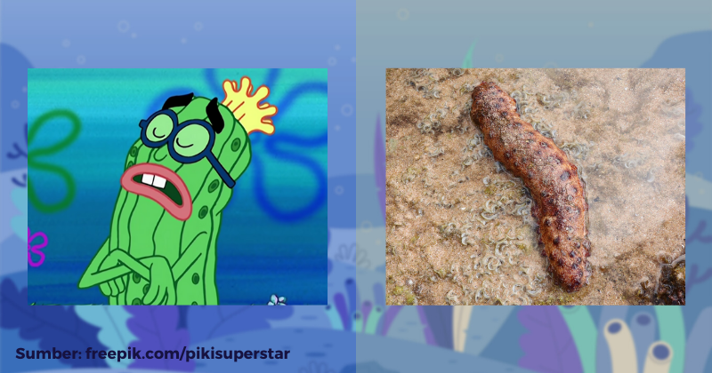 15 Inspirasi Hewan Nyata dari Karakter SpongeBob SquarePants