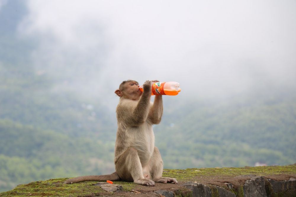 7 Fakta Penyakit Cacar Monyet yang Mulai Menyebar, Kenali Gejalanya