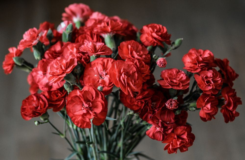 10 Bunga yang Melambangkan Cinta, Gak Melulu Mawar Merah