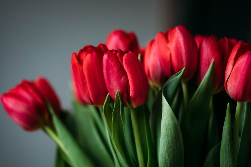 10 Bunga yang Melambangkan Cinta, Gak Melulu Mawar Merah