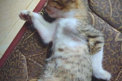 10 Macam Posisi Tidur Kucing Kocak, Ada-Ada Aja Gayanya