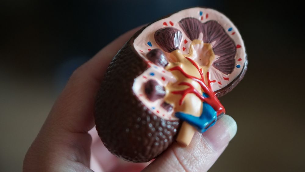 5 Organ Tubuh yang Dapat Didonorkan