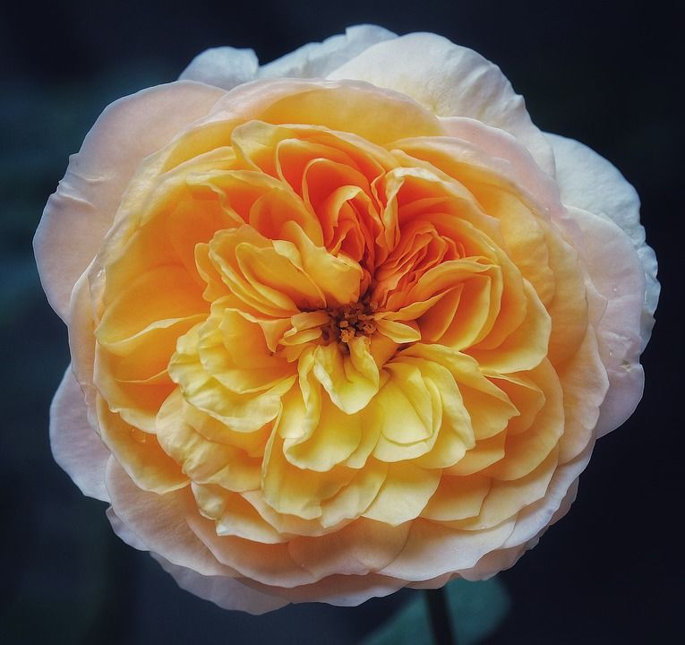 JULIET ROSE Salah 1 tanaman termahal di dunia  Juliet rose, Planting roses,  Beautiful rose flowers