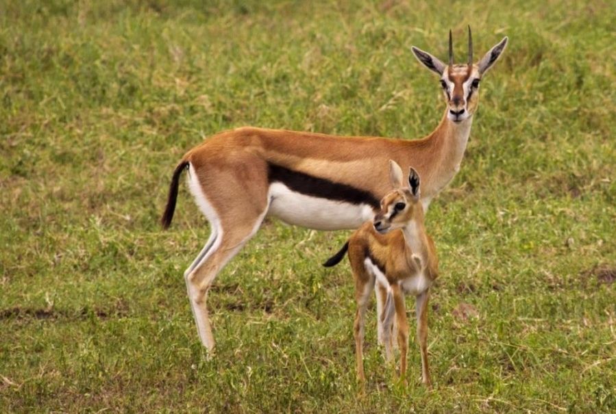 5 Fakta Unik Thomson's Gazelle, Hewan Afrika yang Teritorial