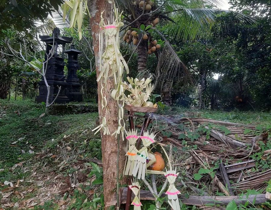 Makna Tumpek Wariga, Tradisi Hindu Bali untuk Menjaga Alam