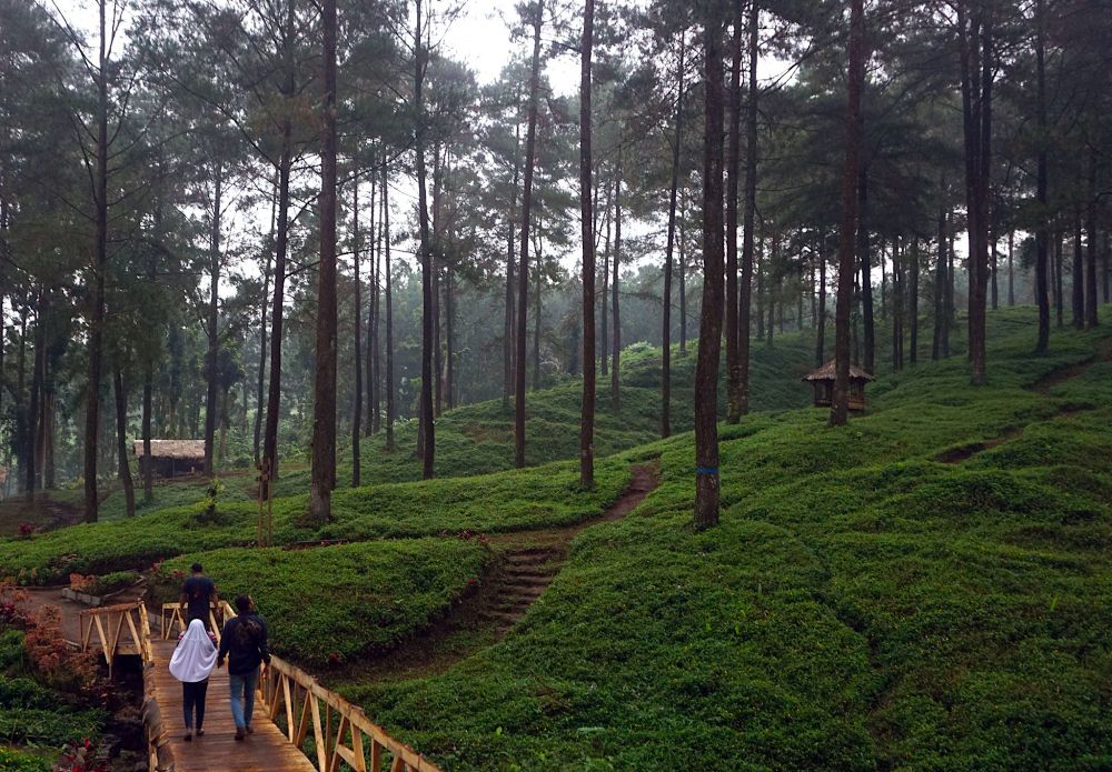 Wisata Hutan Pinus Limpakuwus Banyumas