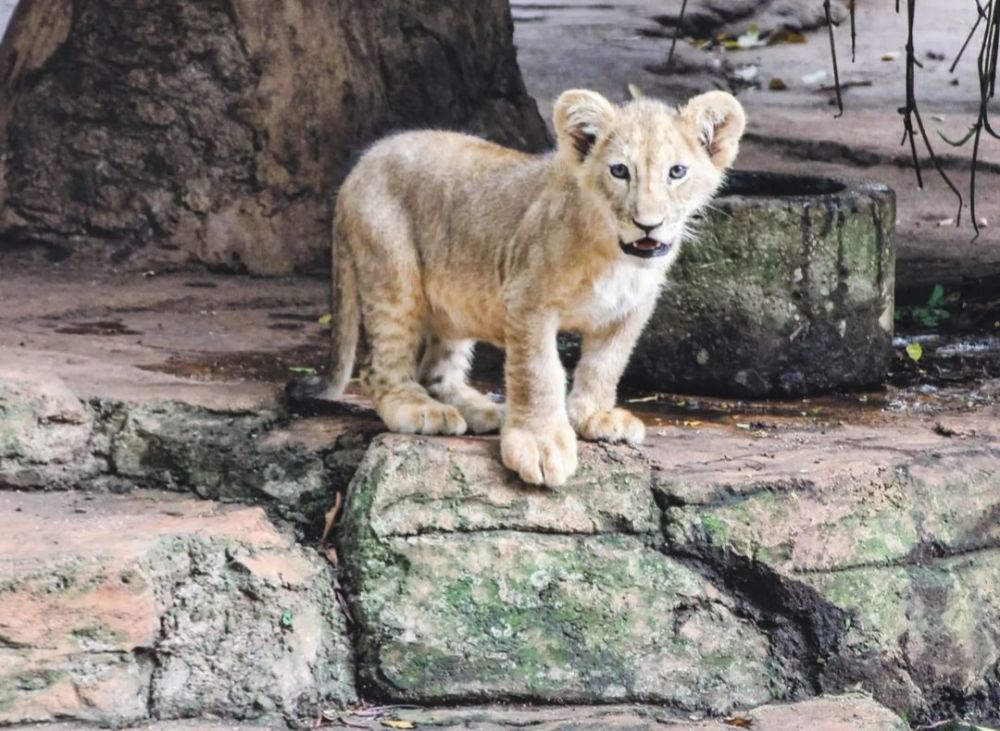 Libur Maulid Nabi, 4.500 Wisatawan Kunjungi Bandung Zoo