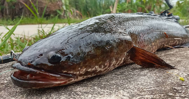 5 Fakta Ikan Gabus, Predator Air Tawar yang Bernilai Ekonomis Tinggi