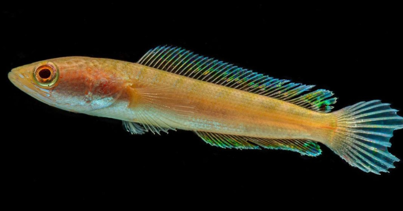 5 Fakta Ikan Gabus, Predator Air Tawar yang Bernilai Ekonomis Tinggi