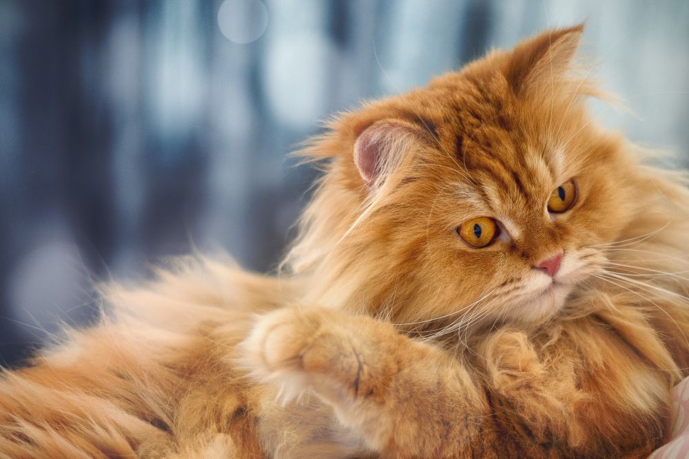 9 Inspirasi Nama untuk Kucing Oren, Tidak Pasaran