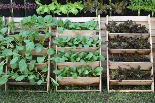 5 Teknik Berkebun Di Lahan Yang Sempit