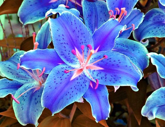 12 Jenis Bunga Biru Bermakna Harapan, Cocok Warnai Halaman Rumahmu  