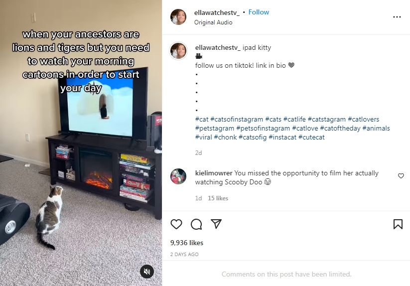 5 Selebcat dengan Ciri Khas Unik, Berkemah hingga Memasak