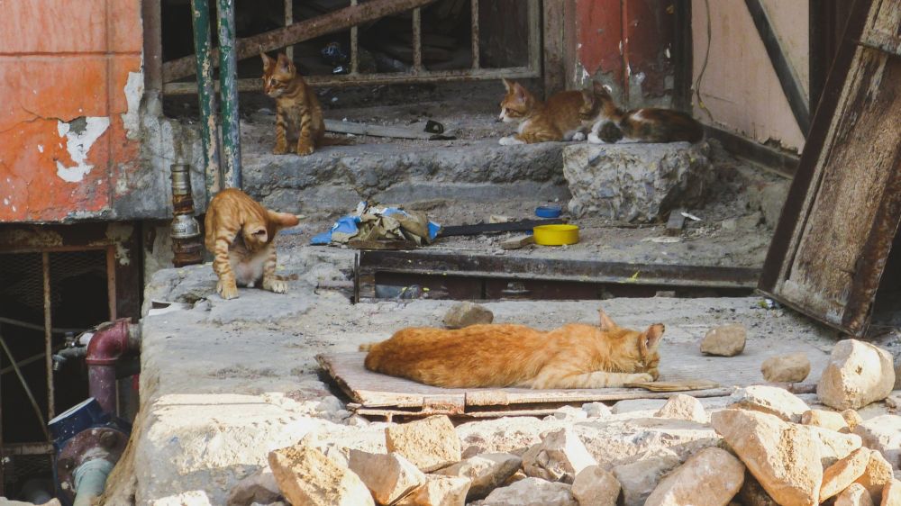 Jateng Optimalkan Pencegahan Rabies, Puluhan Kucing Liar Disterilisasi