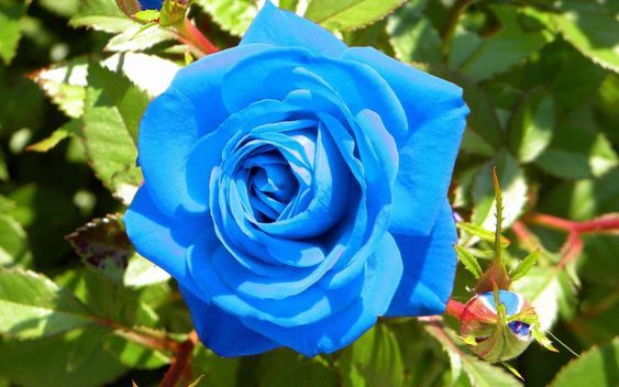 12 Jenis Bunga Biru Bermakna Harapan, Cocok Warnai Halaman Rumahmu  