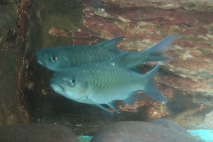 5 Fakta Ikan Batak, Ikan Asli Danau Toba Terancam Punah