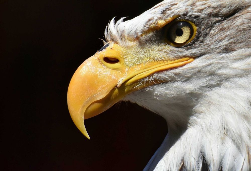 5 Alasan Mengapa Elang Termasuk Burung Terkuat di Dunia