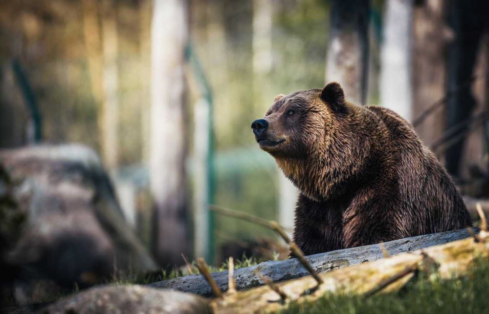 5 Fakta Hutan Boreal Kanada, Ekosistem Hutan Utuh Terbesar di Dunia!