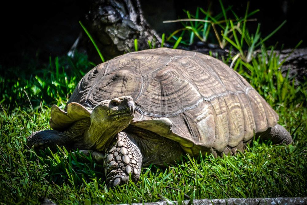 5 Fakta Menarik Mengenai Tempurung Kura-kura, Area Tubuh yang Penting!