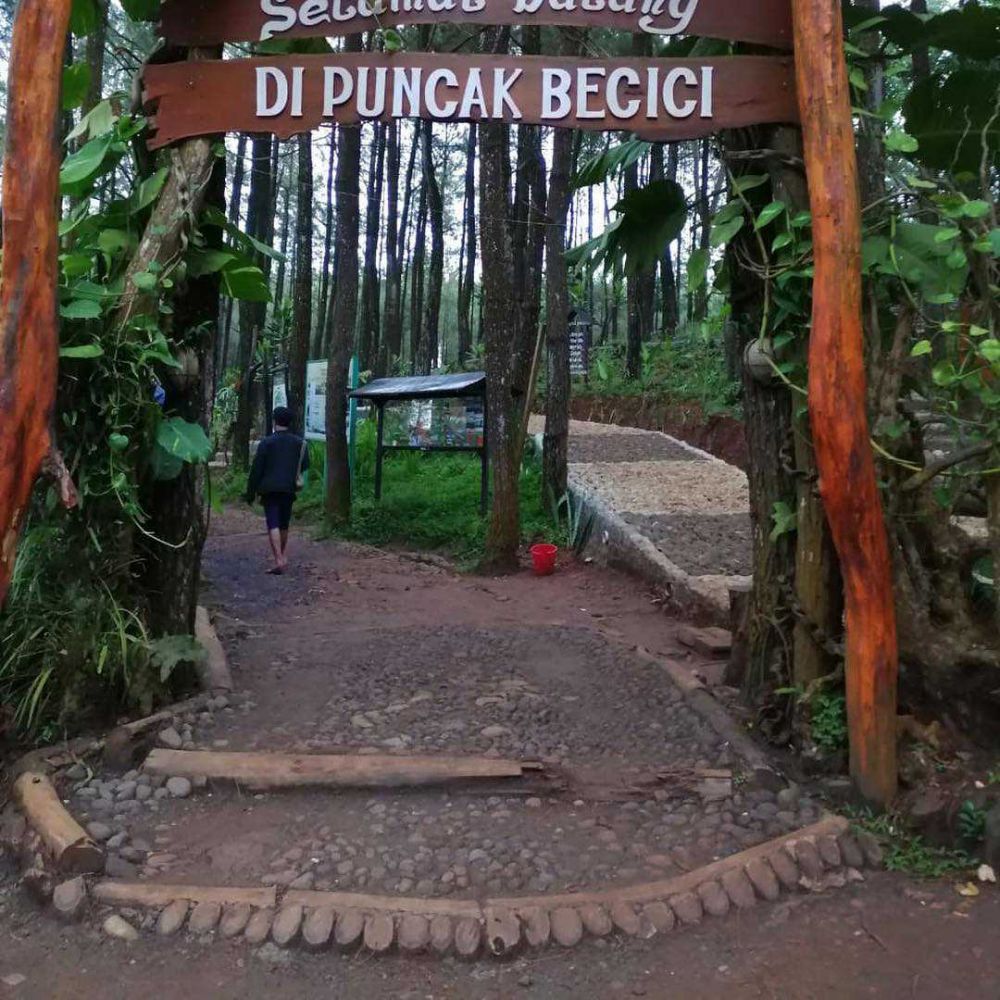 Puncak Pinus Becici: Lokasi, Rute, Harga Tiket, dan Tips Wisata