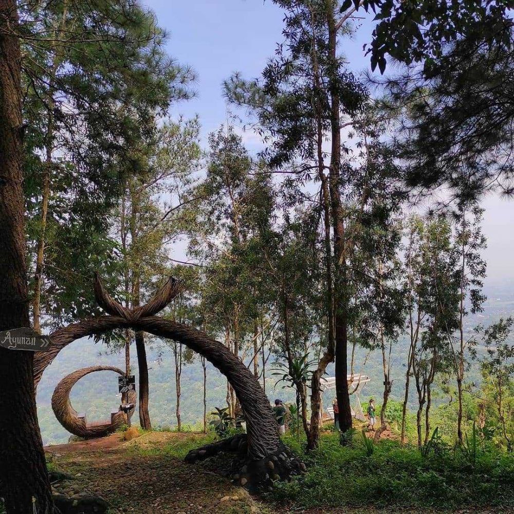 Puncak Pinus Becici: Lokasi, Rute, Harga Tiket, dan Tips Wisata