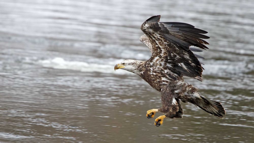 5 Alasan Mengapa Elang Termasuk Burung Terkuat di Dunia