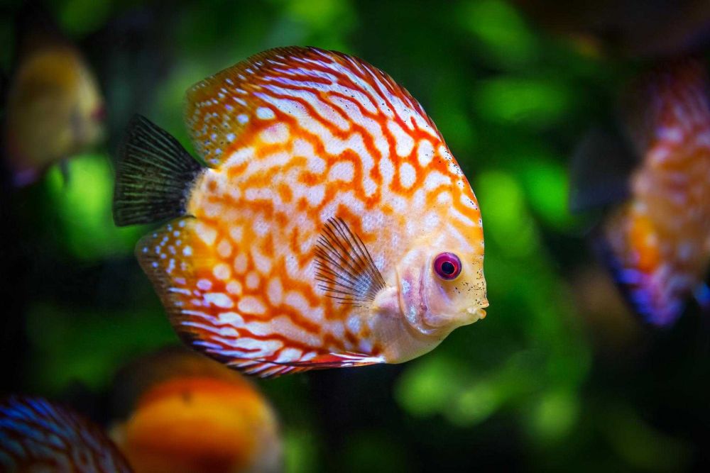 9 Rekomendasi Ikan Hias yang Cocok untuk Mempercantik Aquascape