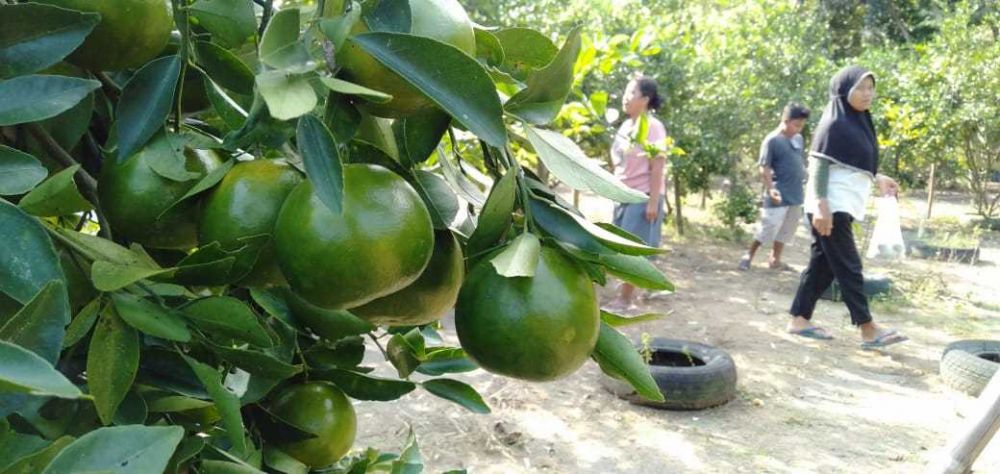 Agrowisata Jeruk Bantul Mulai Dilirik, Ajak Wisatawan Petik di Kebun  