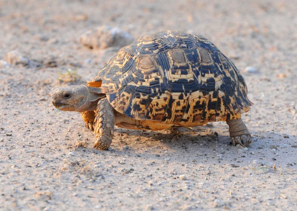 5 Fakta Menarik Mengenai Tempurung Kura-kura, Area Tubuh yang Penting!