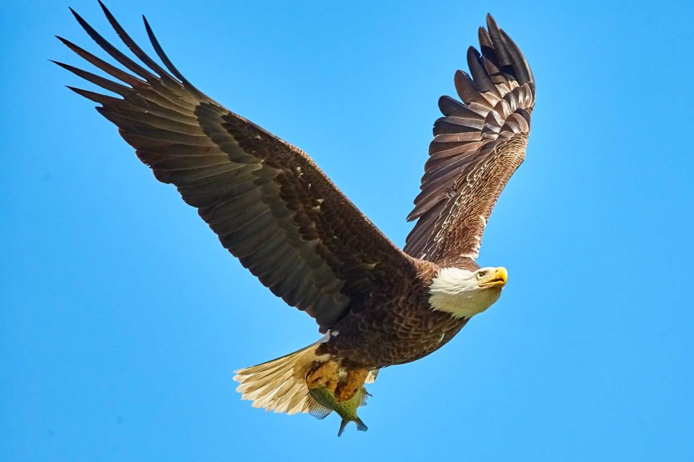 5 Alasan Mengapa Elang Termasuk Burung Terkuat di Dunia