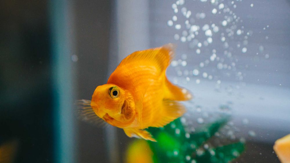 5 Alasan Mengapa Ikan Kerap Dipilih sebagai Hewan Peliharaan