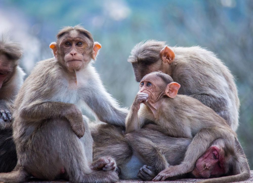 Sulit Dievakuasi, Monyet Liar Masih Berkeliaran di Bandung