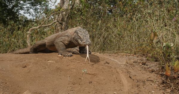 Pemprov NTT Tetapkan Tarif Masuk Pulau Komodo dan Padar Rp3,75 Juta