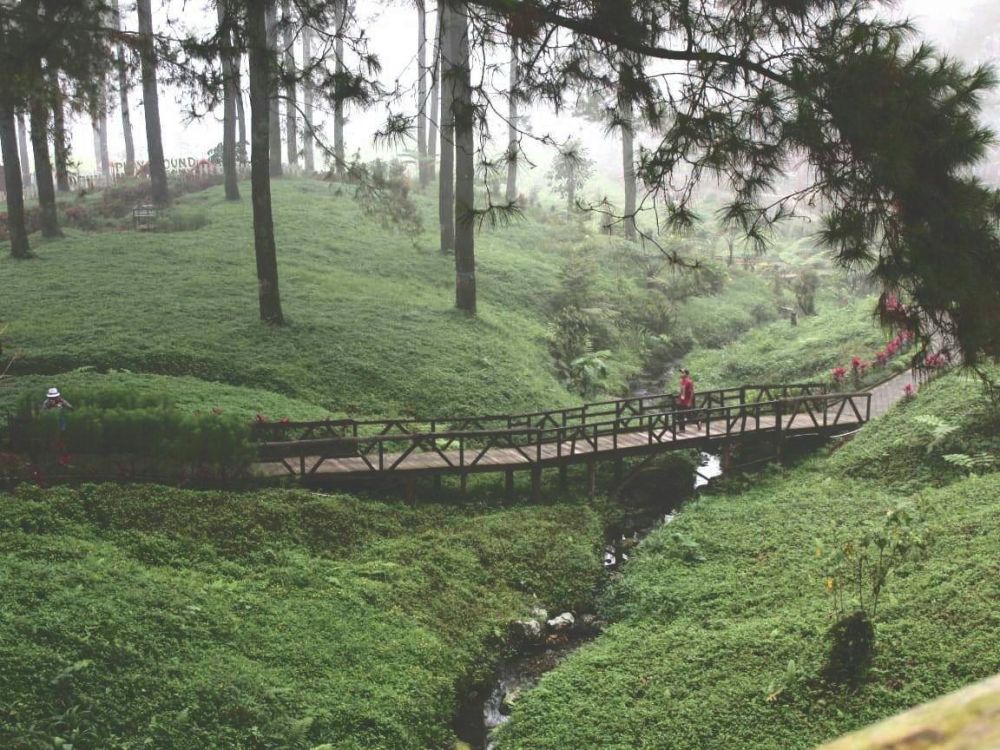 Wisata Hutan Pinus Limpakuwus Banyumas