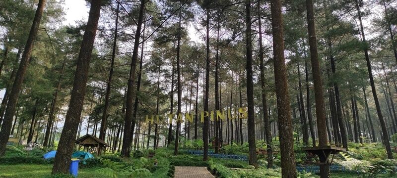 Wisata Hutan Pinus Limpakuwus Banyumas