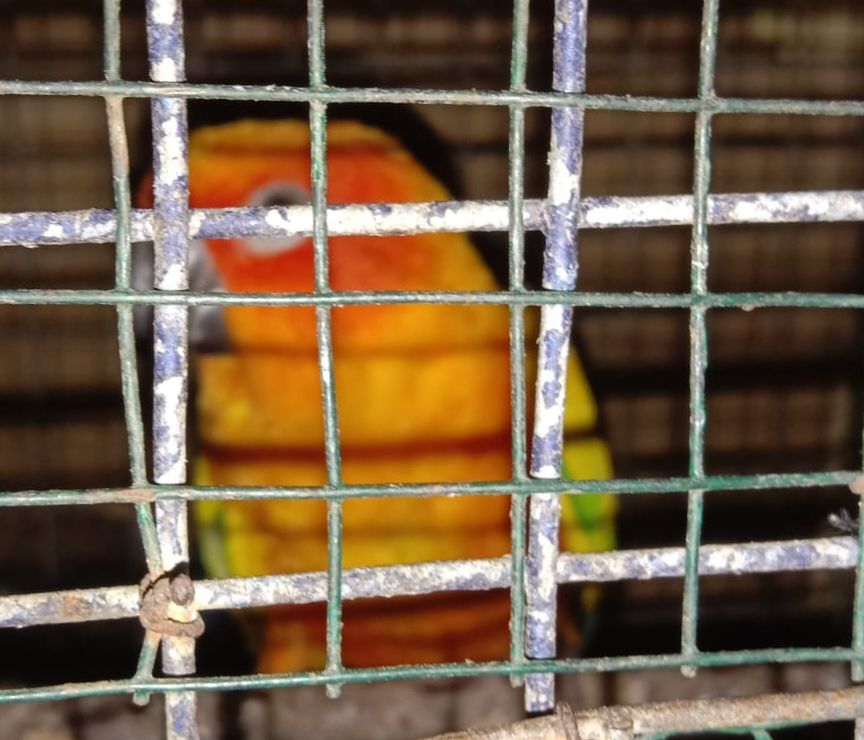 Puluhan Burung di Maharani Zoo Lamongan Raib, Ternyata Dicuri Karyawan