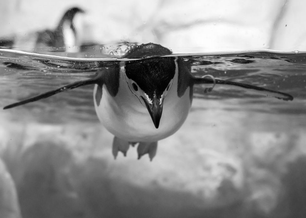 Suhu Laut Menghangat, Ribuan Penguin Kecil Ditemukan Mati 