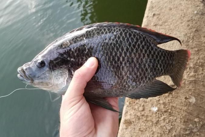 Resep Na Tinombur, Masakan Ikan Khas Batak yang Bikin Lidah Bergetar